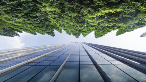 Skyscraper and trees photographed from below to show height